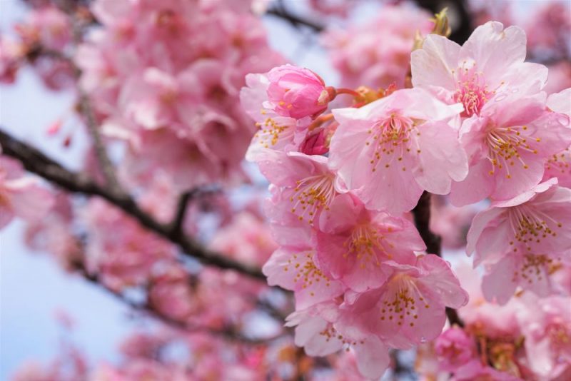 倉敷川千本桜 早咲きのピンク色の河津桜を楽しむ 倉敷川沿い散策 倉敷とことこ