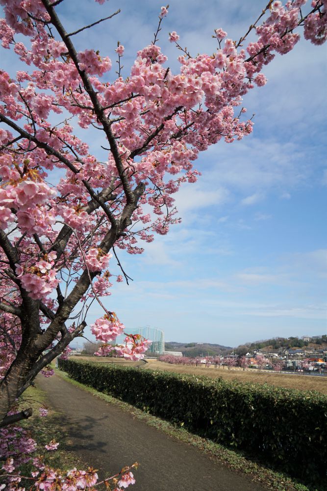 倉敷川千本桜 早咲きのピンク色の河津桜を楽しむ 倉敷川沿い散策 倉敷とことこ