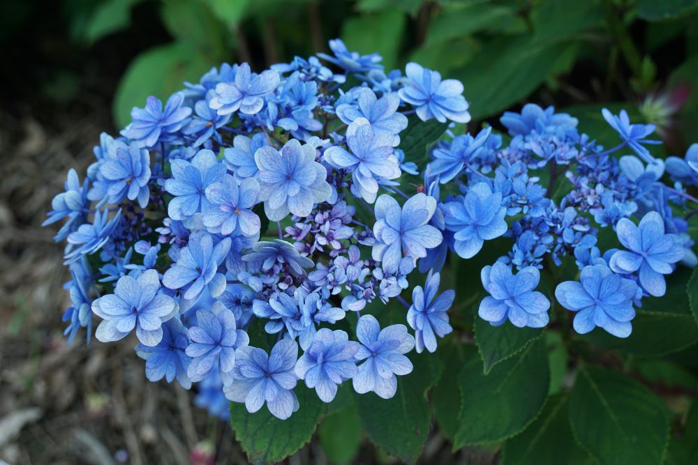 梅雨の季節を彩る紫陽花 倉敷の紫陽花名所を散策 倉敷とことこ