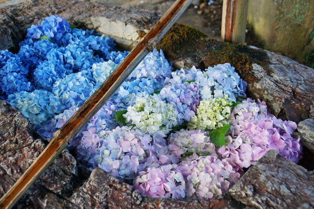 梅雨の季節を彩る紫陽花 倉敷の紫陽花名所を散策 倉敷とことこ