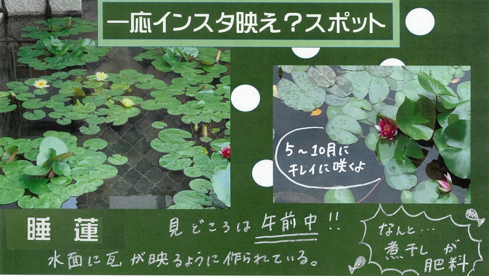 睡蓮