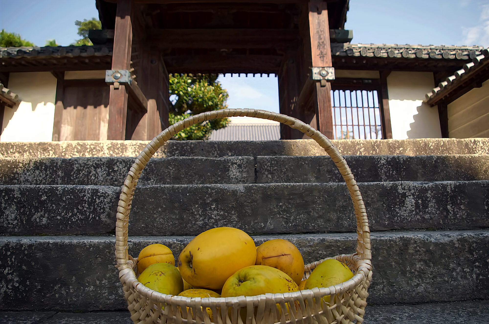 誓願寺 カリン