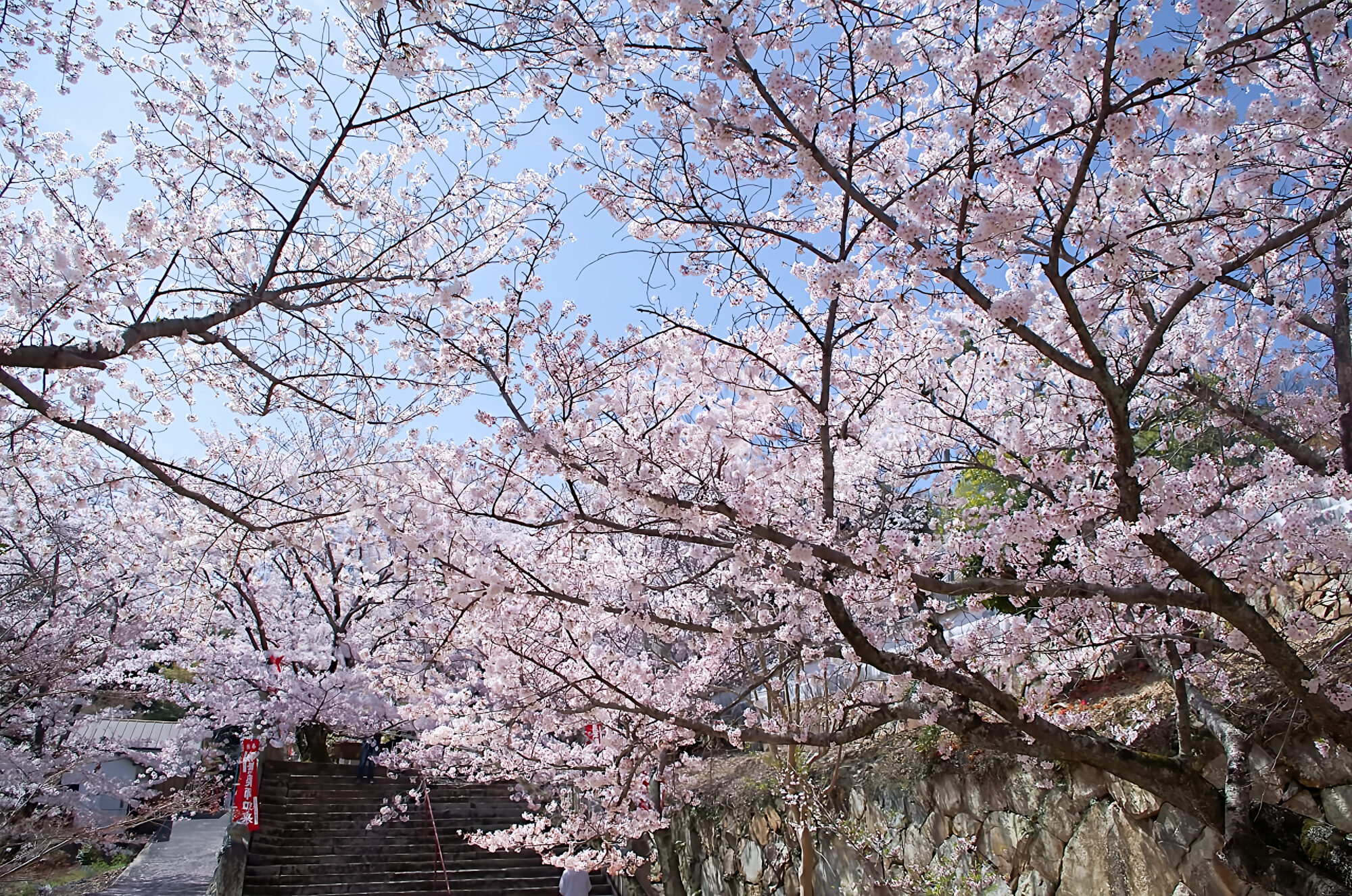 法輪寺満開の桜

