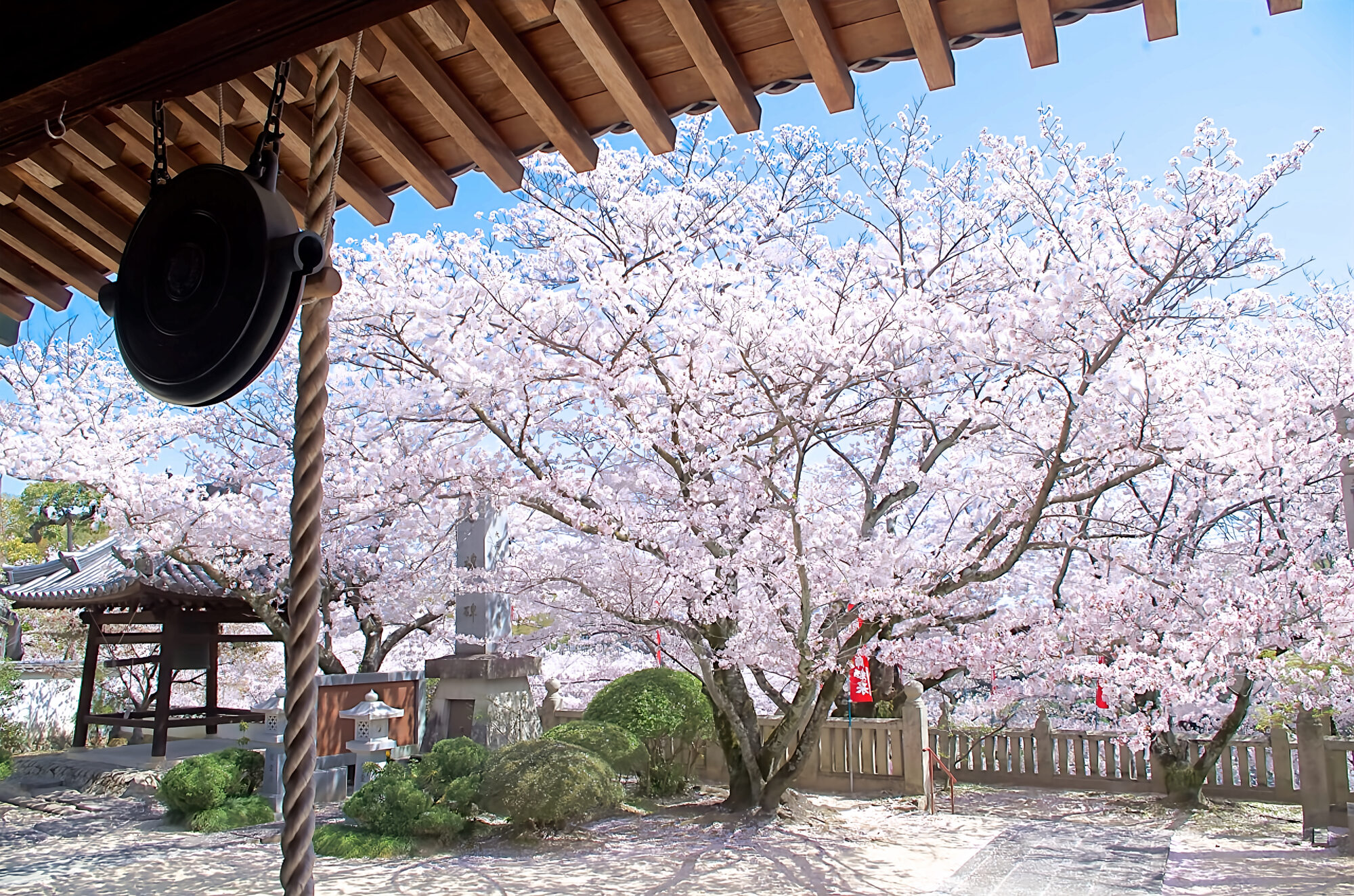 法輪寺本堂から望む桜