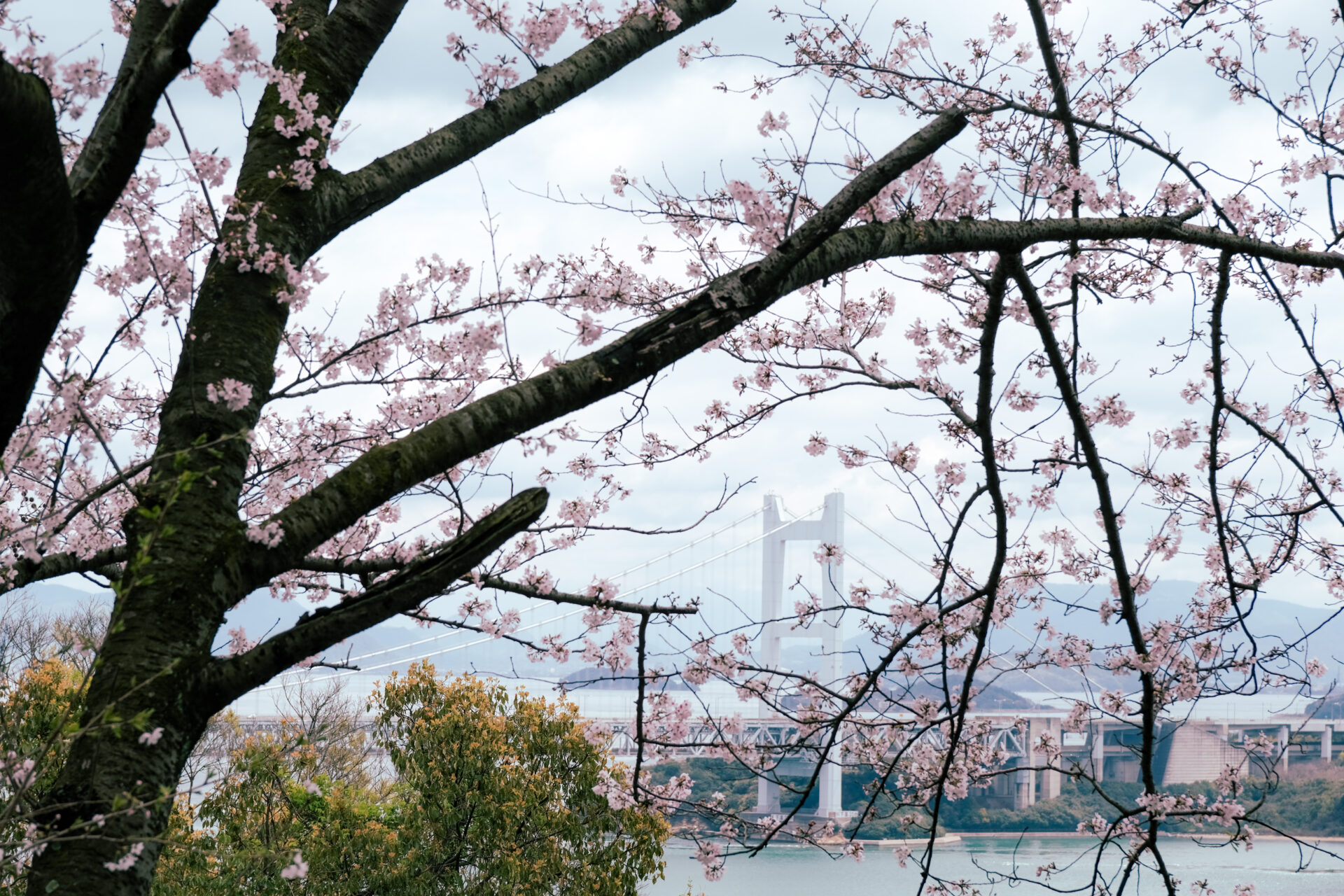 二の丸から眺める瀬戸大橋と桜