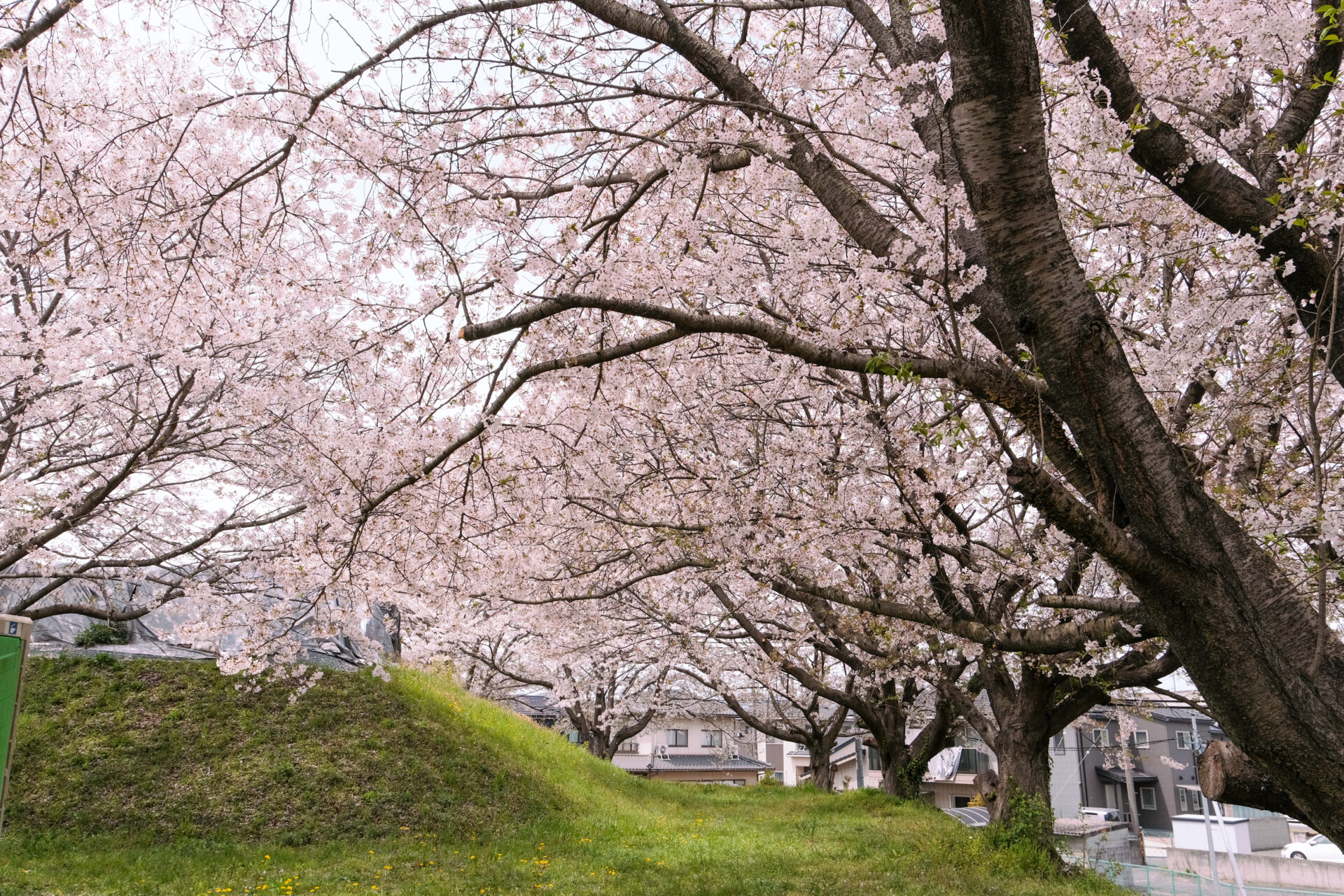 高梁川真備とんぼ公園の桜並木