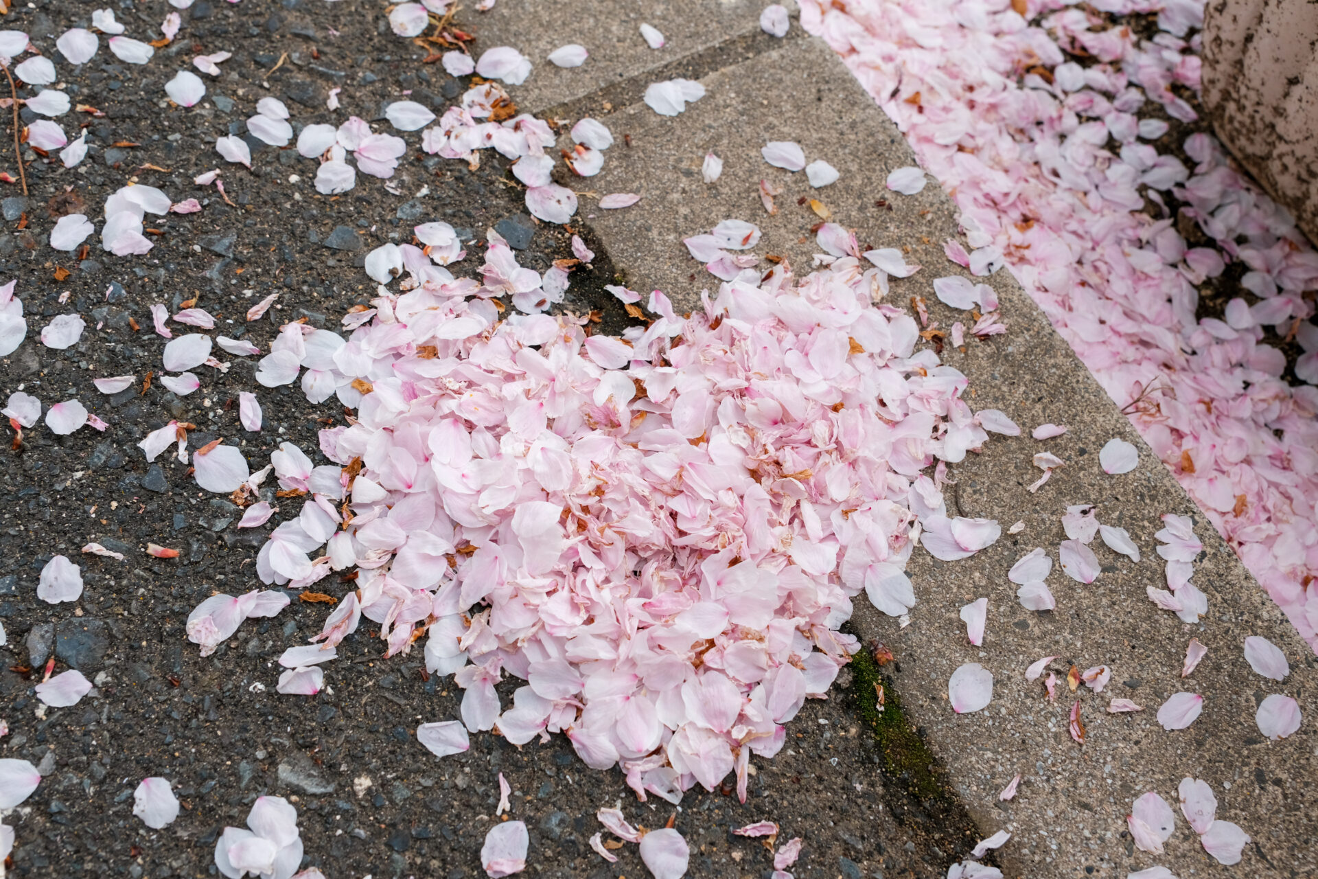 桜の花びらで作ったハート