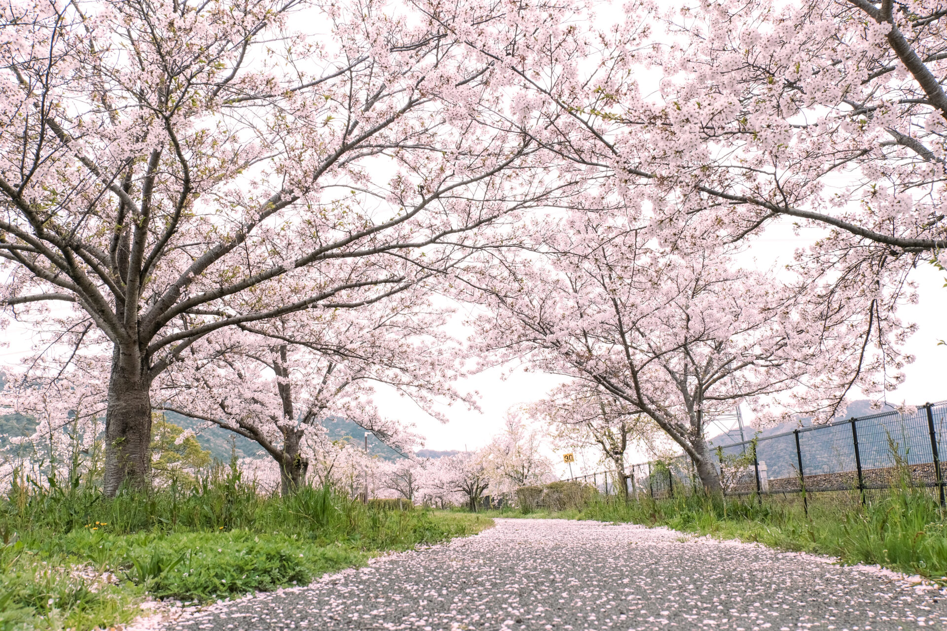 まきびさくら公園の桜並木