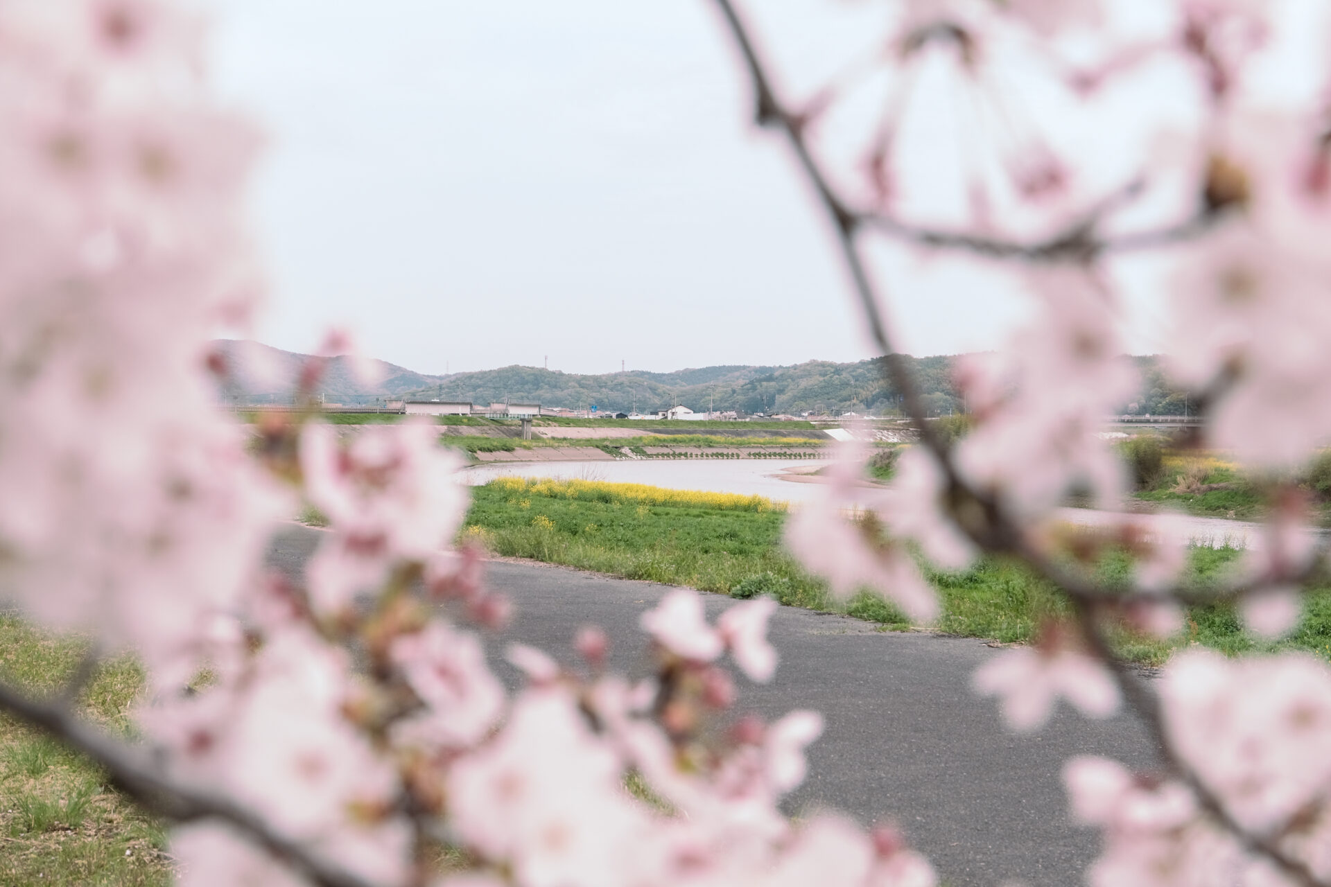 桜と小田川