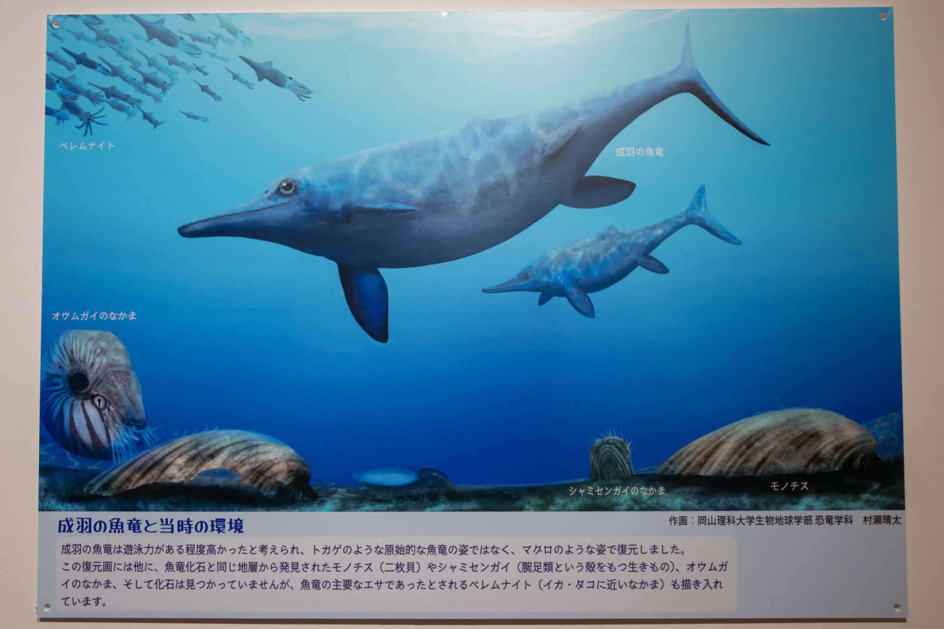 高梁市】恐竜時代の海竜「魚竜化石」特別展示（2025年8月2日〜31日開催