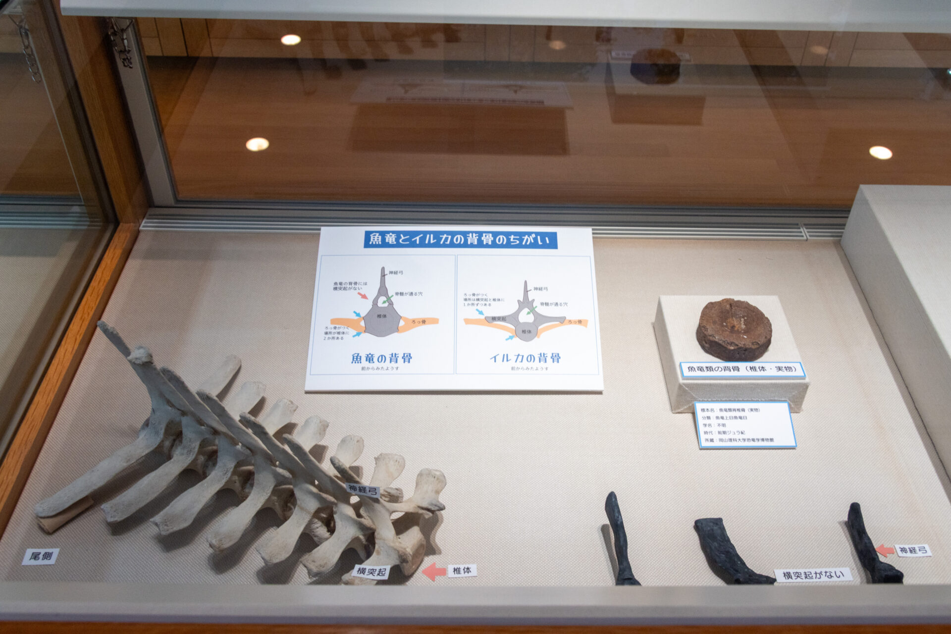 高梁市】恐竜時代の海竜「魚竜化石」特別展示（2025年8月2日〜31